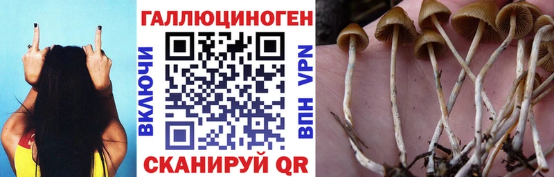 Псилоцибиновые грибы Psilocybe  Купить закладки  Сорск 